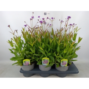 Verbena rigida