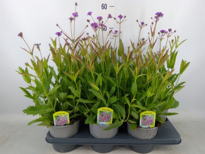 <h4>Verbena rigida</h4>