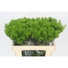 Dianthus Br Kiwi Mellow