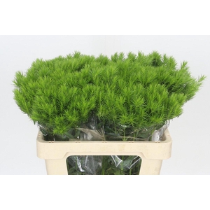 Dianthus Br Kiwi Mellow