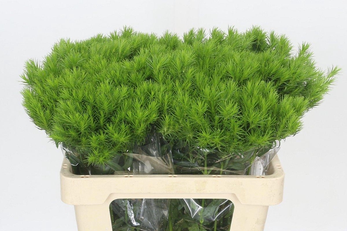 <h4>Dianthus Br Kiwi Mellow</h4>