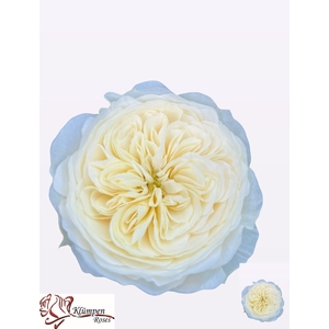 R Gr Chic White Kluempen