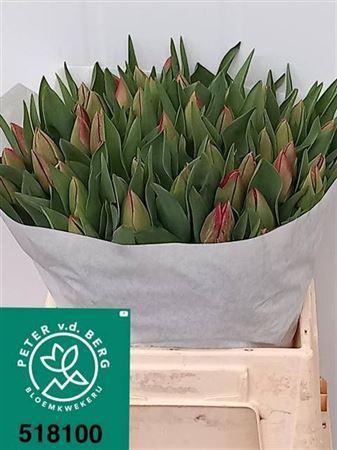 <h4>Tu En Curry</h4>