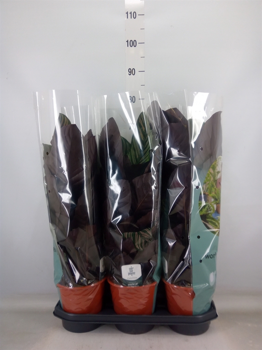 <h4>Calathea sanderiana</h4>