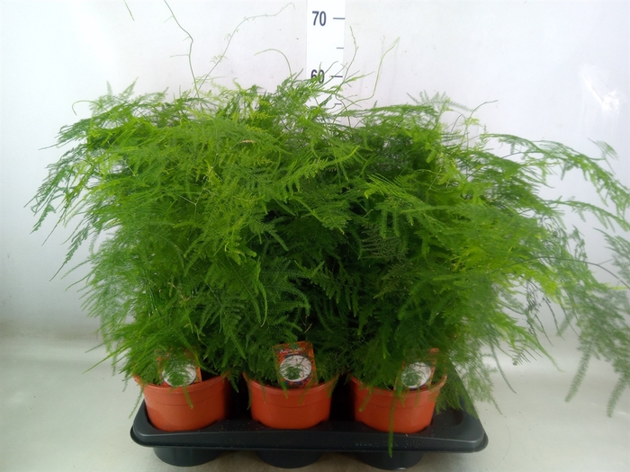 <h4>Asparagus setaceus</h4>