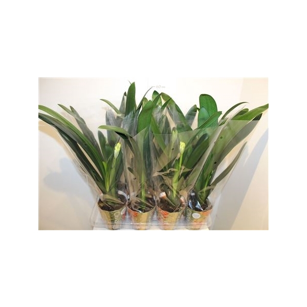 <h4>Clivia Miniata Potcover</h4>