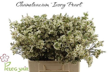 <h4>Chame Ivory Pearl</h4>
