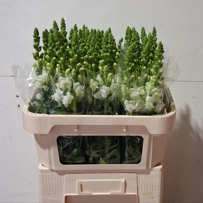 <h4>ANTIR OP FRESH WHITE</h4>