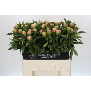Paeonia Monsieur Jules Elie