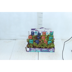 CARNIVORA DIONAEA FLEXX P09