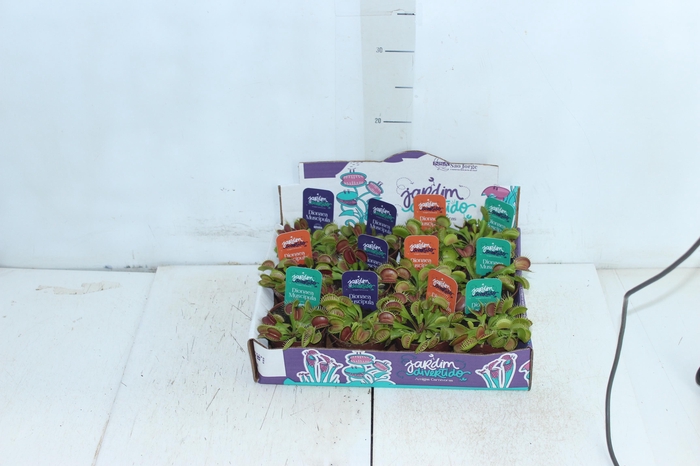 <h4>CARNIVORA DIONAEA FLEXX P09</h4>