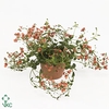 Diascia  'Miracle Orange'