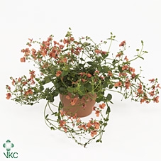Diascia  'Miracle Orange'