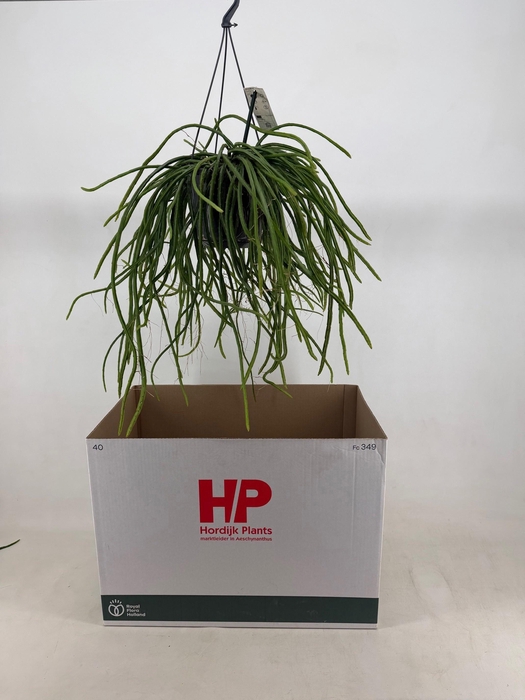 <h4>RHIPSALIS OV</h4>