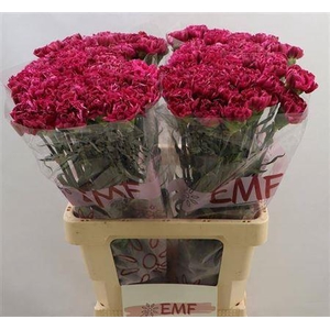 Di St Miss Beautiful