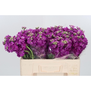 Matthiola Incana Cerise