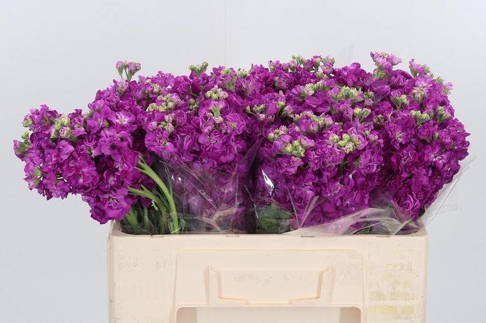 <h4>Matthiola Incana Cerise</h4>