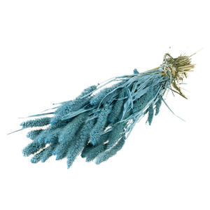 Setarea Blue Misty