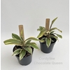 Cordyline Chocolate Queen