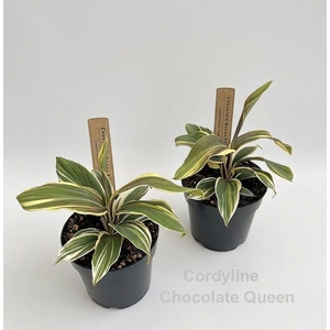 Cordyline Chocolate Queen