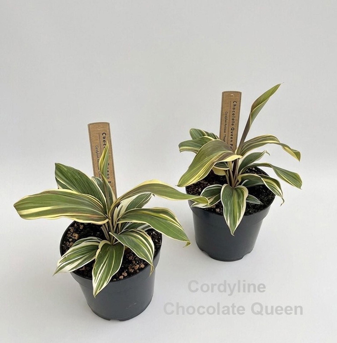 Cordyline Chocolate Queen