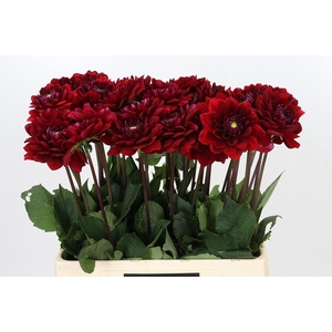 Dahlia Red Runner