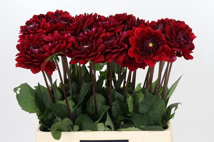 <h4>Dahlia Red Runner</h4>