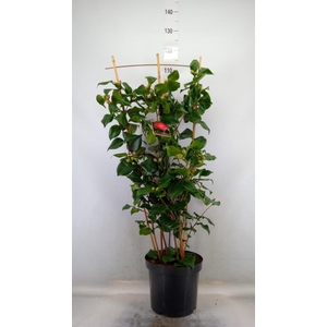 Camellia japonica 'Dr King'
