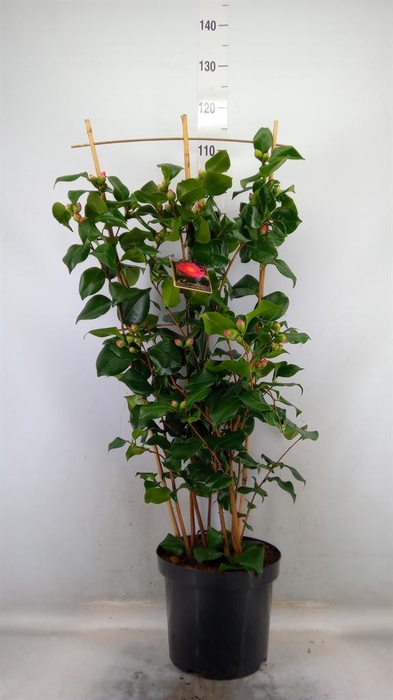 <h4>Camellia japonica 'Dr King'</h4>