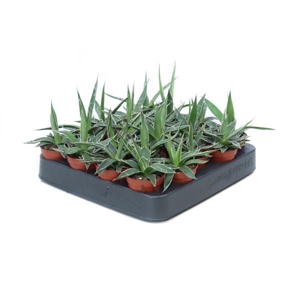 <h4>Agave filifera 5,5 cm</h4>