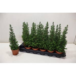 arr8 Cham Th Top Point