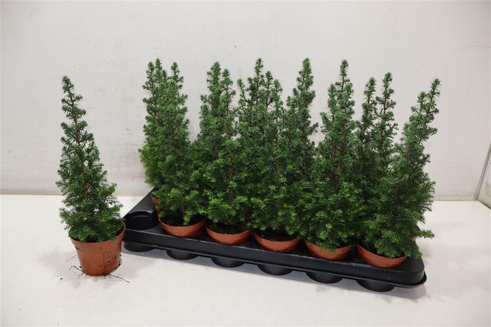 <h4>arr8 Cham Th Top Point</h4>