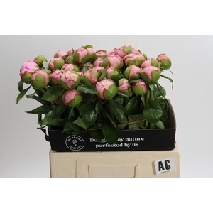 Paeonia Angel Cheeks