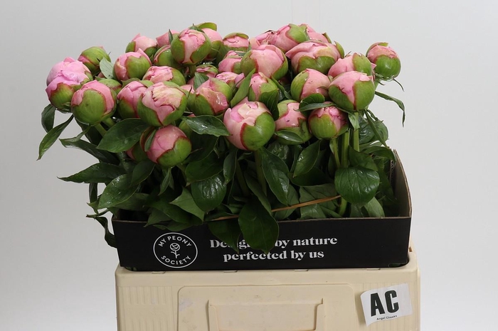 <h4>Paeonia Angel Cheeks</h4>