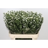 Aster Paquita