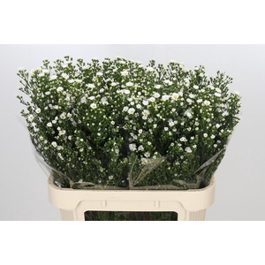 Aster Paquita