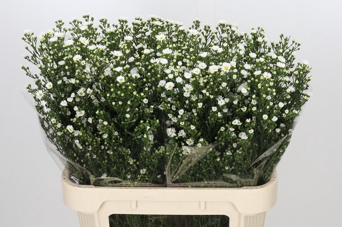 <h4>Aster Paquita</h4>