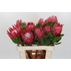 Protea Cynaroides Madiba
