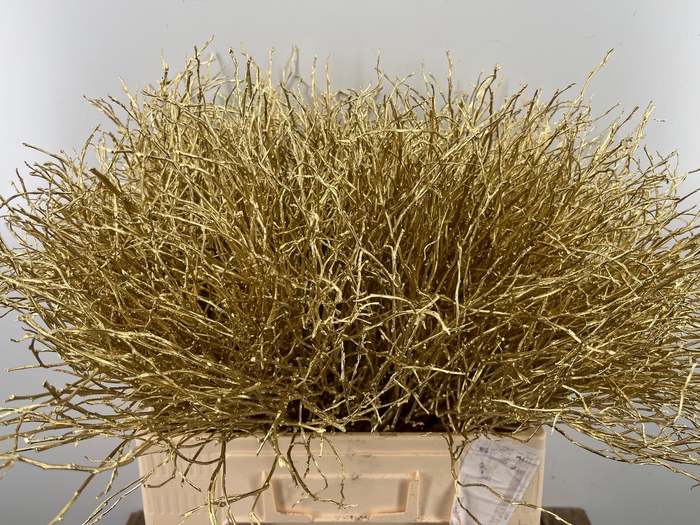 <h4>VACC KLB H%</h4>