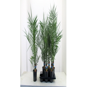 PHOENIX CANARIENSIS