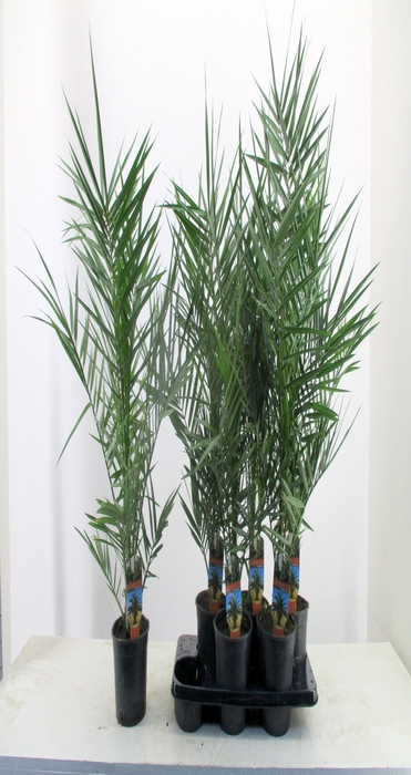 <h4>PHOENIX CANARIENSIS</h4>