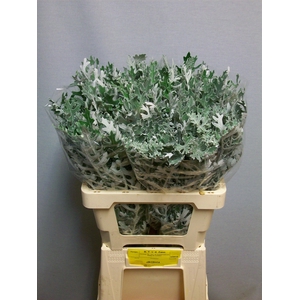 JACOBAEA MARITIMA