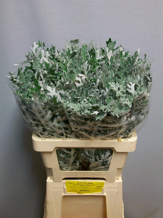 <h4>JACOBAEA MARITIMA</h4>
