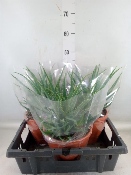 <h4>Aloe arborescens</h4>