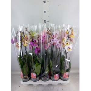 Phalaenopsis   ...mix