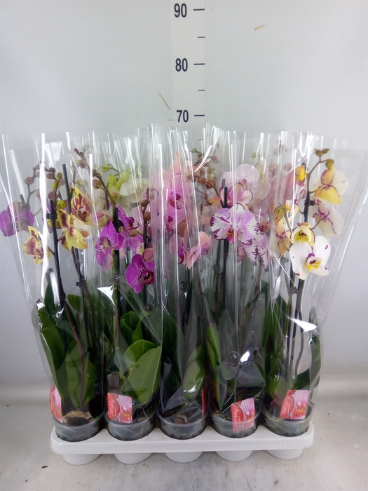 <h4>Phalaenopsis   ...mix</h4>