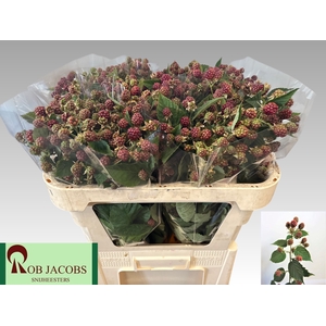 RUBUS FR CHESTER