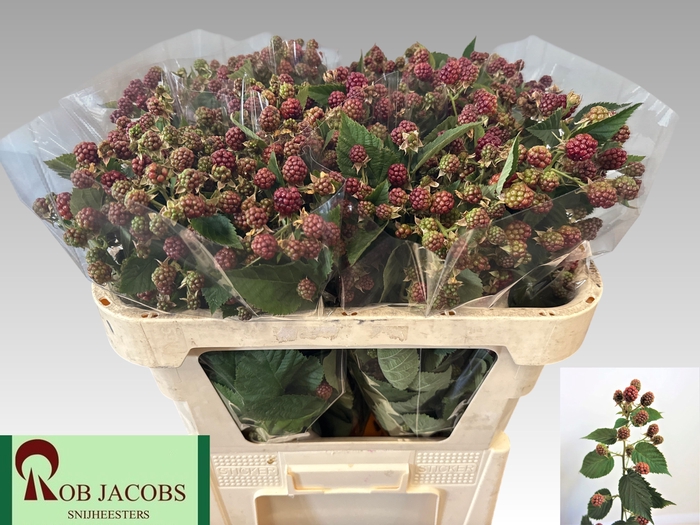 <h4>RUBUS FR CHESTER</h4>