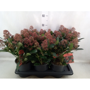 Skimmia jap. 'Rubella'