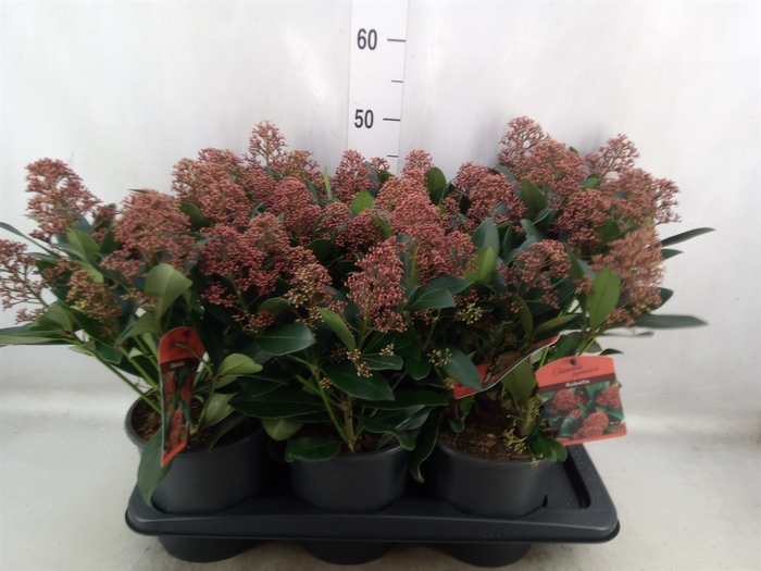 Skimmia jap. 'Rubella'